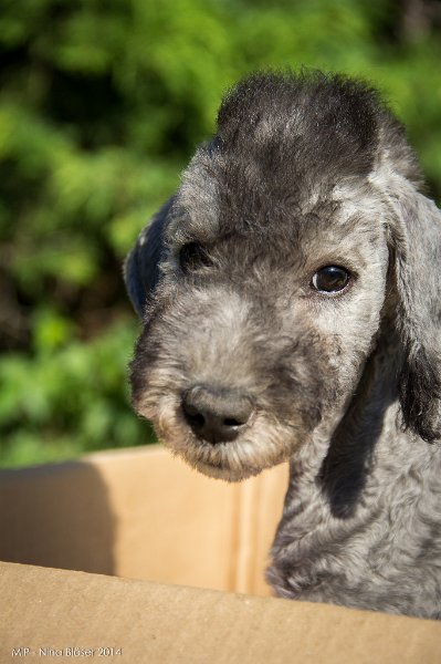 2014-07-13 Cherry-7498.jpg - 11 Wochen / 11 weeks